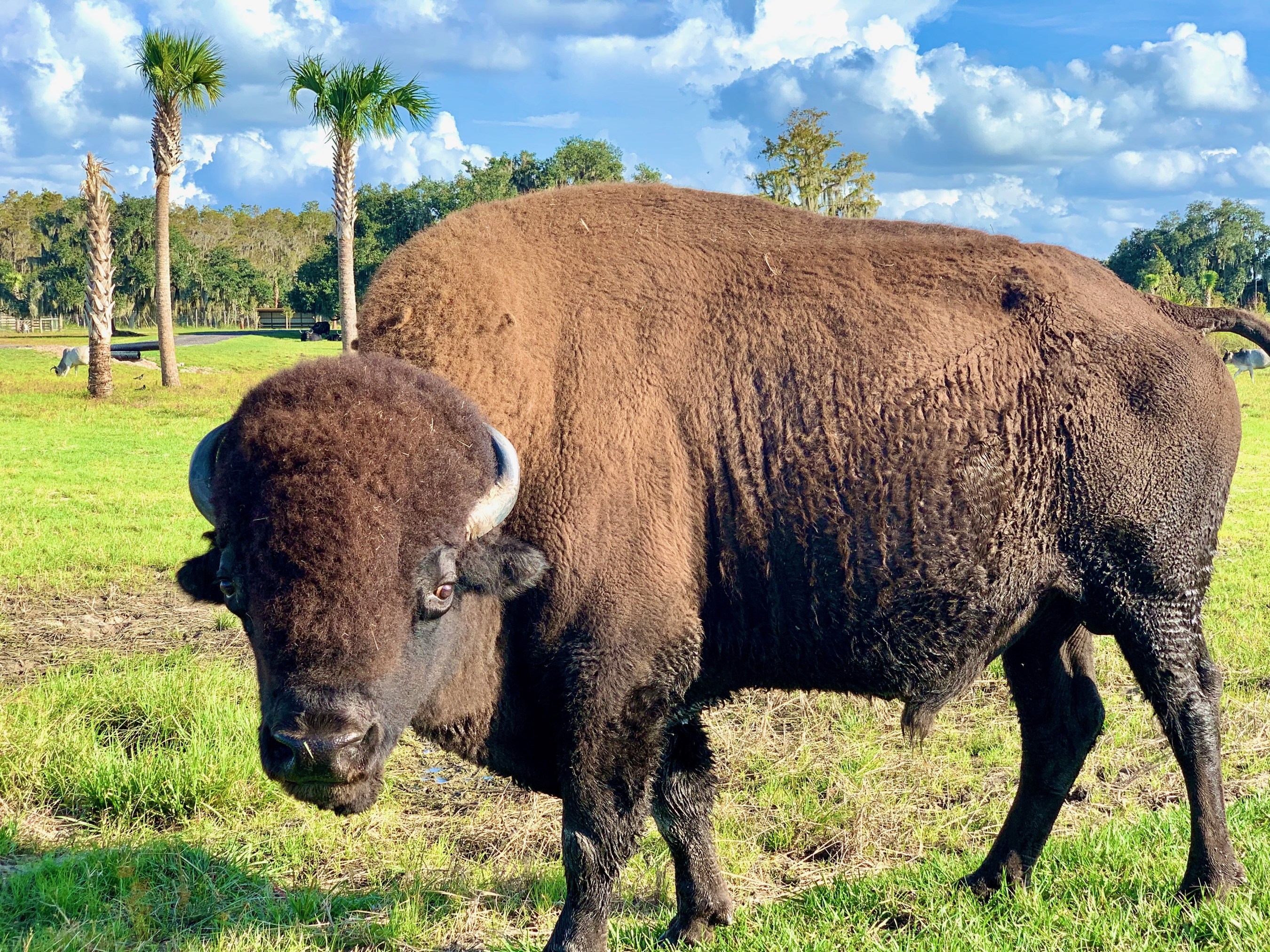 Wild Florida Bison