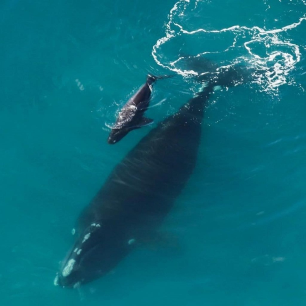 CMA Right Whale and calf