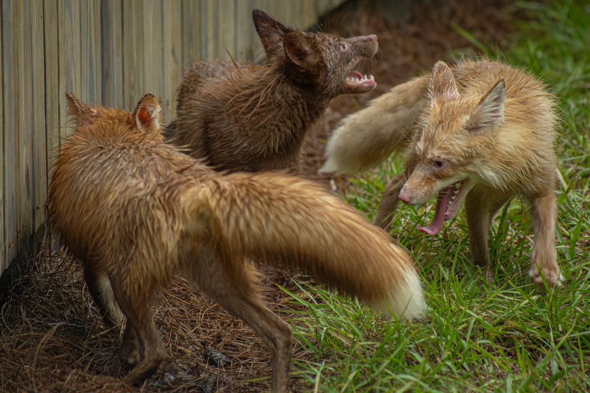 Gatorland Gives Forever Home To Three Red Fox Siblings Rescued From Fur Trade