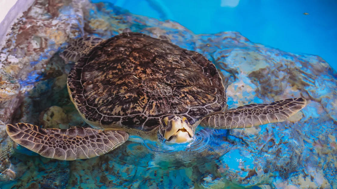 Clearwater Marine Aquarium Remembers Cocoa, Opens Summer Camps, and More