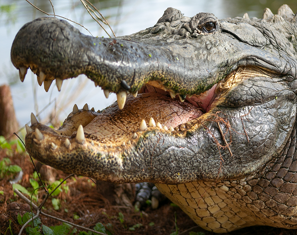 Get your Gatorland Global American Crocodile shirts now! They will